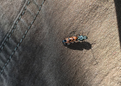 Pseudanostirus tigrinus