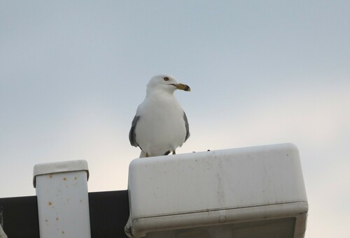 Ring-billed Gull