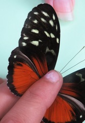 Heliconius hecale zuleika