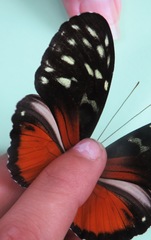 Heliconius hecale zuleika