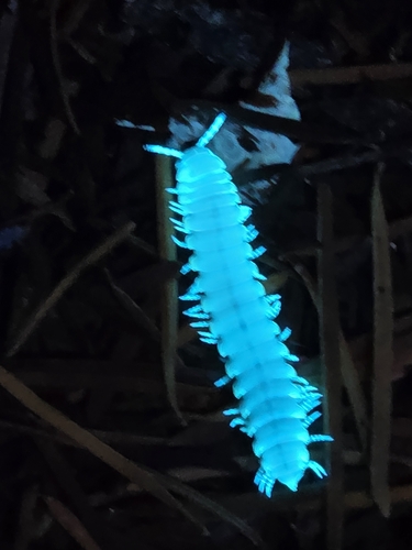 Yellow-spotted millipede