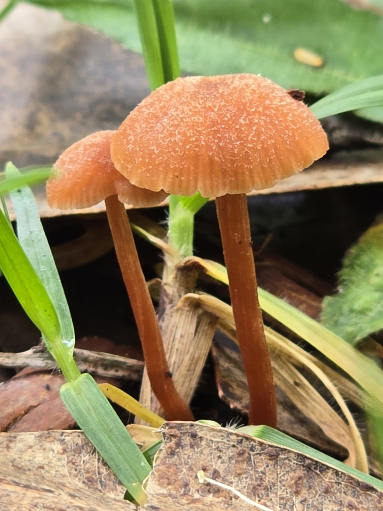 Laccaria fraterna · November 2024 · photo: © alan_rockefeller (iNaturalist, cc-by-sa)