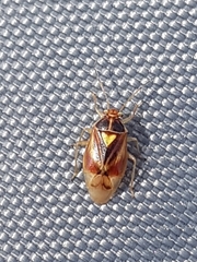 Tropidosteptes