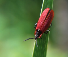 Lycus sanguinipennis
