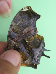 Consul fabius cecrops