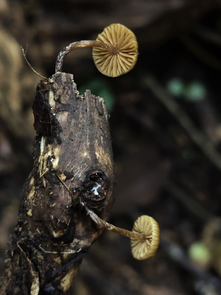 Galerina velutipes · November 2024 · photo: © alan_rockefeller (iNaturalist, cc-by-sa)