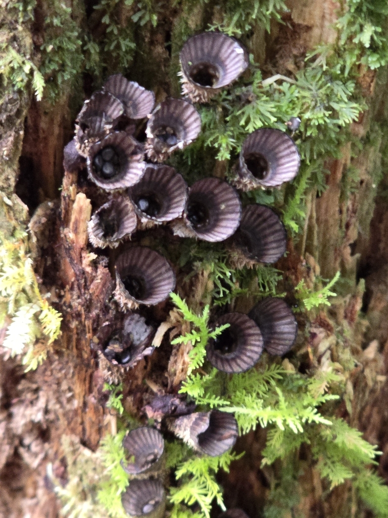 Cyathus striatus · November 2024 · photo: © alan_rockefeller (iNaturalist, cc-by-sa)