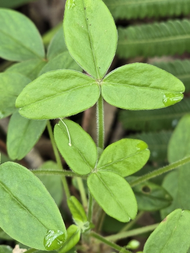 Image of Oxalis spiralis by (c) Alan Rockefeller, some rights reserved (CC BY)