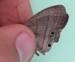 Cissia themis