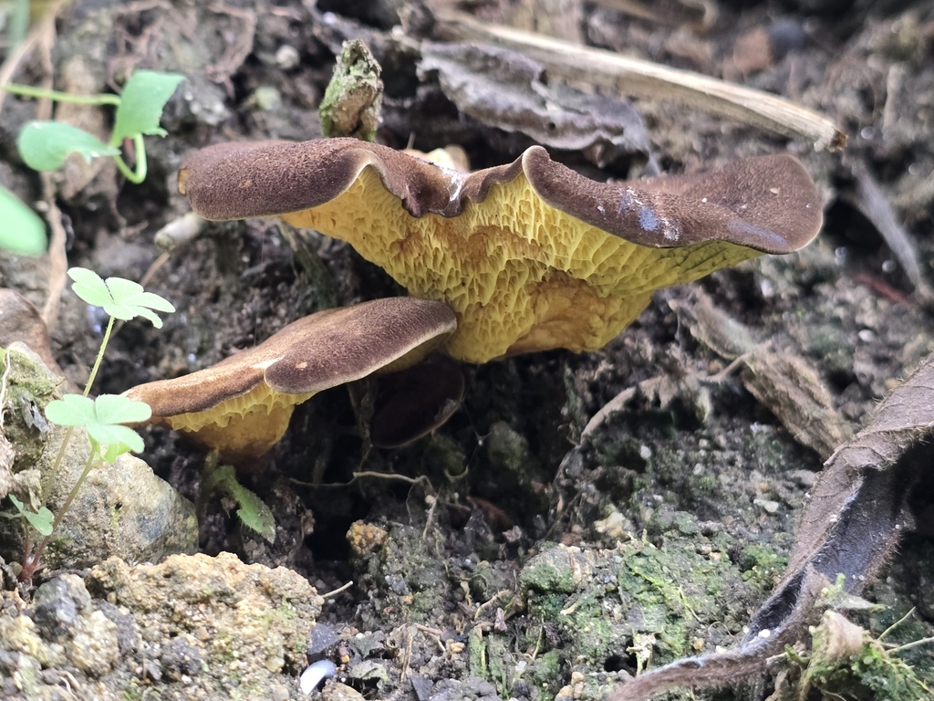 Boletinellus exiguus · November 2024 · photo: © alan_rockefeller (iNaturalist, cc-by-sa)