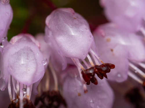 Cornish Heath (Erica vagans)
