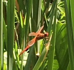Libellula needhami