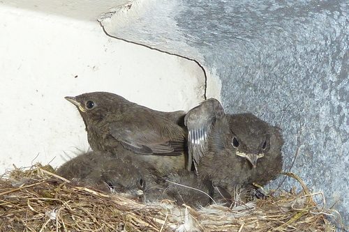 Black Redstart, Voorschoten, Nederland, photo 9 of 10