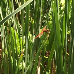 Libellula needhami