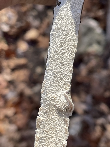Milk-white Toothed Polypore
