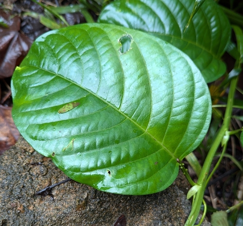 Image of Passiflora quadrangularis by no rights reserved