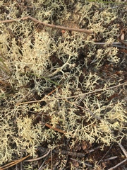 Cladonia stygia