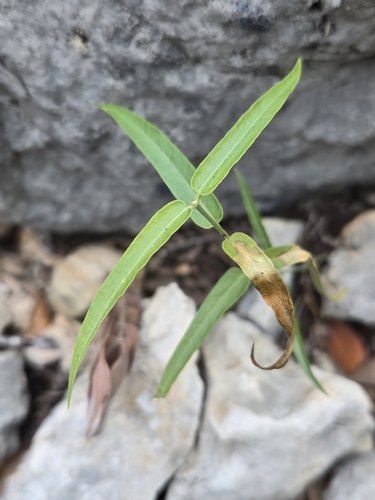 Image of Funastrum crispum by (c) Jo Roberts, some rights reserved (CC BY)