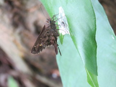 Thorybes dorantes dorantes