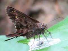 Thorybes dorantes dorantes