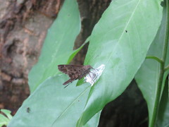 Thorybes dorantes dorantes