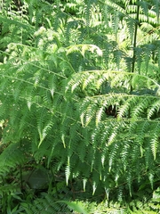 Microlepia