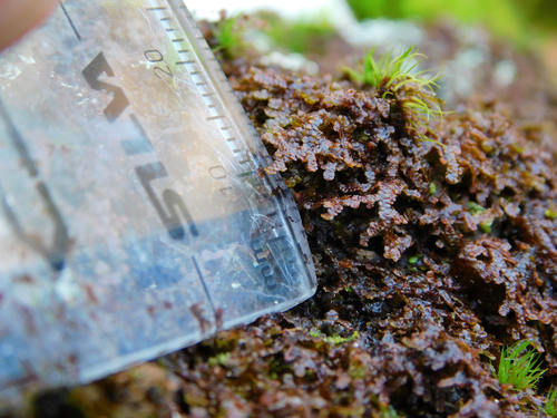 Image of Frullania asagrayana by (c) Michael J. Papay, some rights reserved (CC BY)