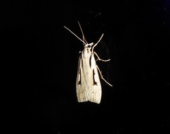 Scoparia rotuella