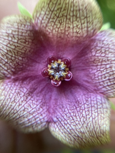 Polystemma guatemalense