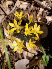 Triteleia ixioides ixioides