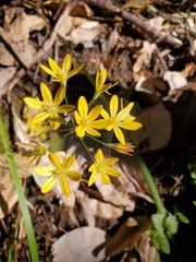Triteleia ixioides ixioides