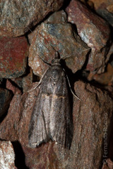 Acrobasis obliqua
