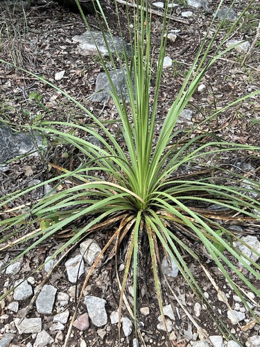 Dasylirion texanum
