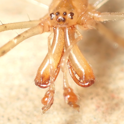 Silver Long-jawed Orbweaver photo 3