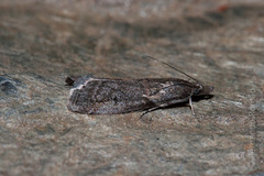 Acrobasis obliqua