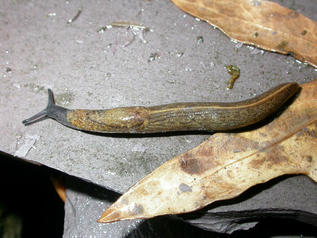 Budapest Keeled Slug