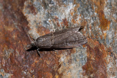 Acrobasis obliqua