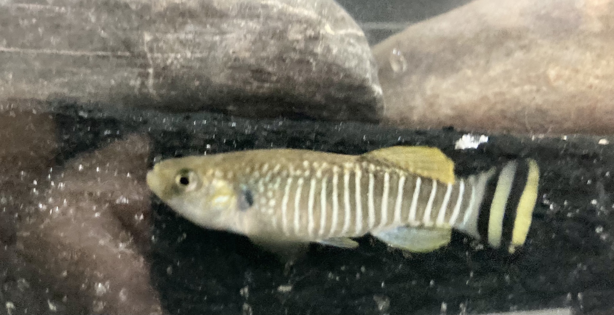 Aphaniops hormuzensis