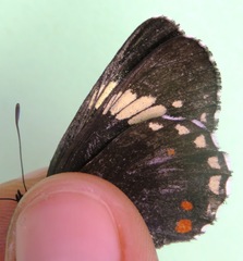Chlosyne melanarge
