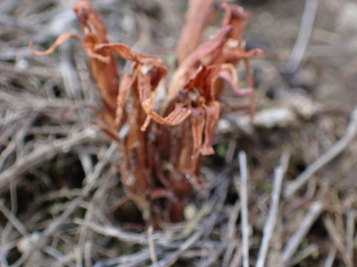 Image of Aphyllon californicum by (c) Noah How, some rights reserved (CC BY)