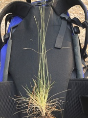 Festuca saximontana