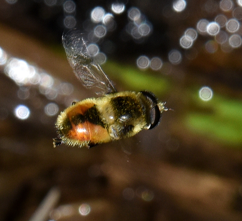 Orange-spotted Drone Fly