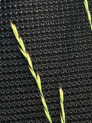 Festuca saximontana