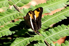 Adelpha malea goyama