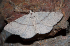 Adactylotis gesticularia