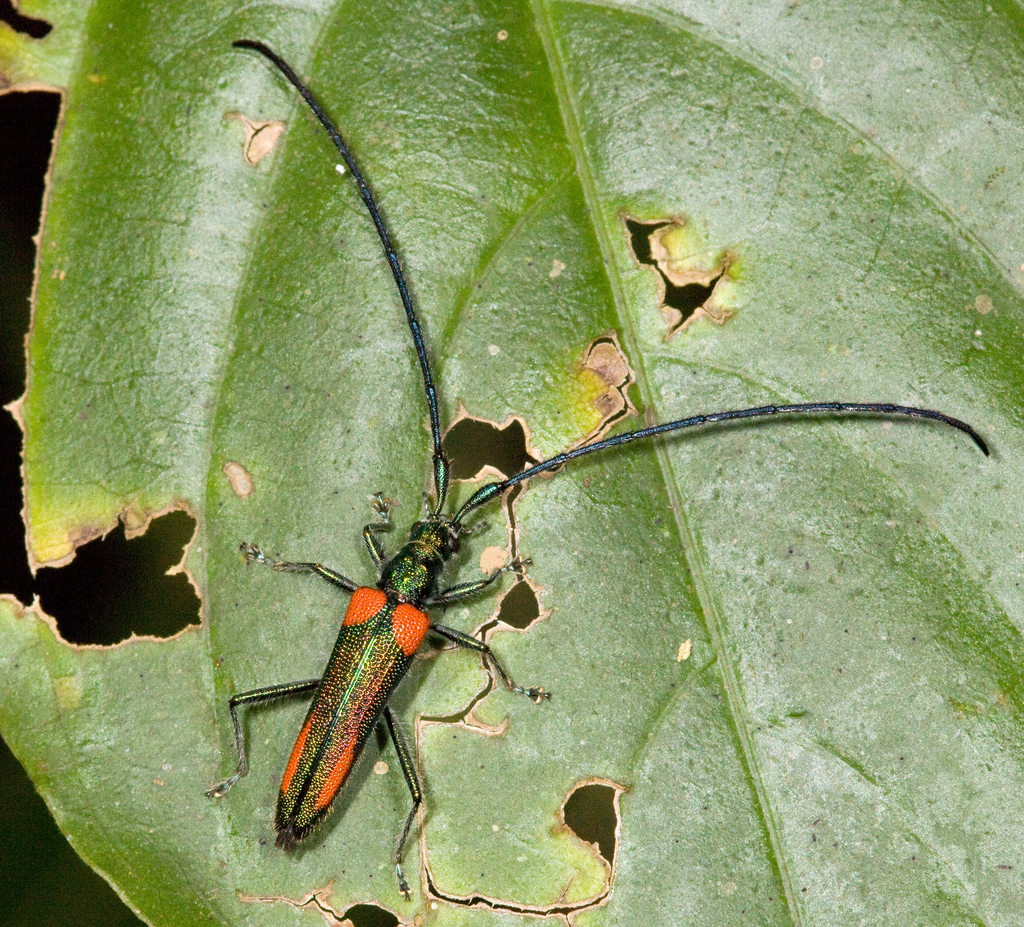 Paracometes