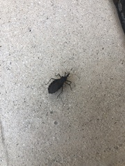 Triatoma