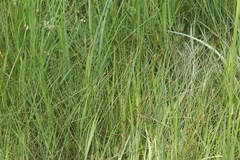 Eleocharis torticulmis
