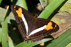 Adelpha malea goyama
