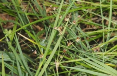 Juncus oxymeris